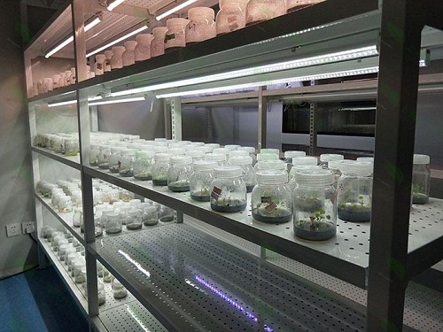 白朗植物组织培养实验室设计建设方案
